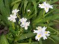 White Japanese Roof Iris / Iris tectorum 